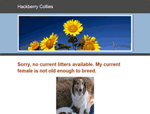 Tablet Screenshot of hackberrycollies.weebly.com